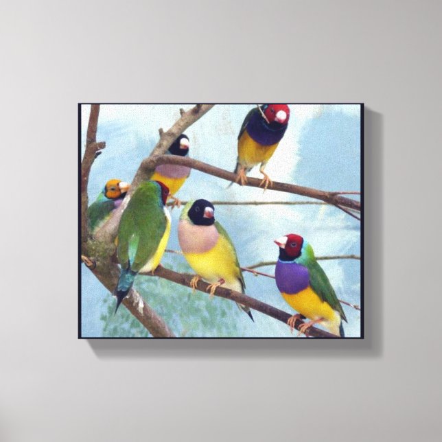 Toile Gouldian Finches (Recto)