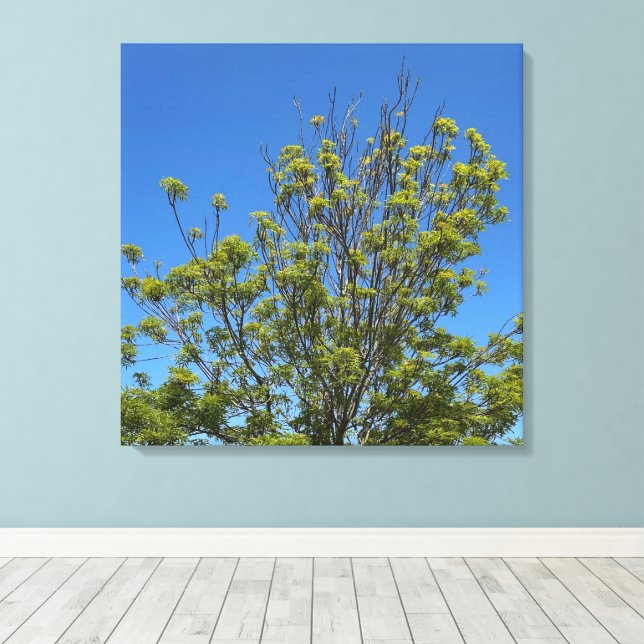 Toile Grand Ash Tree Dans La Belle Photo Ciel Bleu (Insitu (Plancher de Bois))