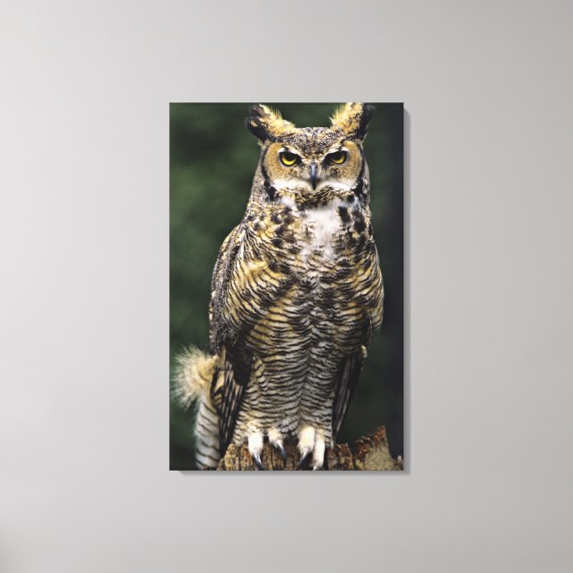 Toile Grand-duc d'Amérique (Bubo virginianus), corps ent (Recto)