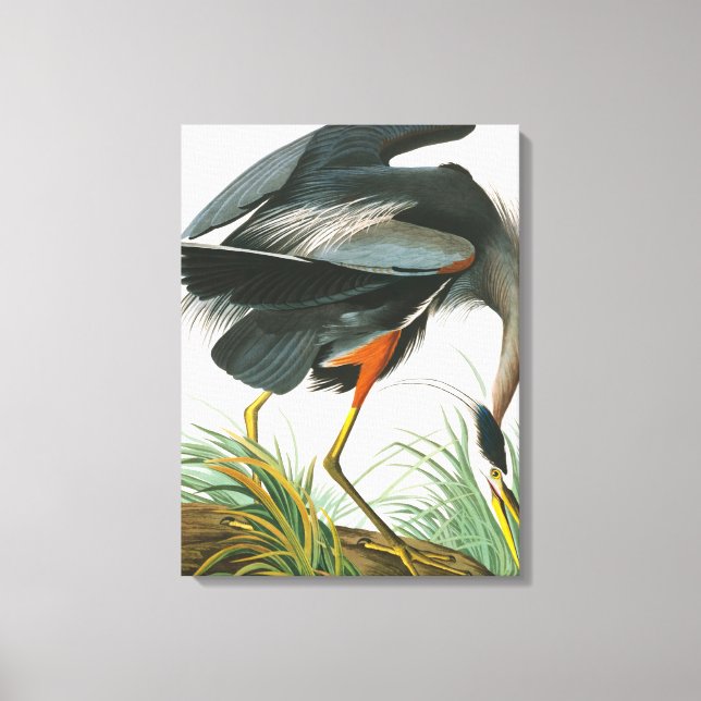 Toile Grand héron bleu par John James Audubon (Recto)