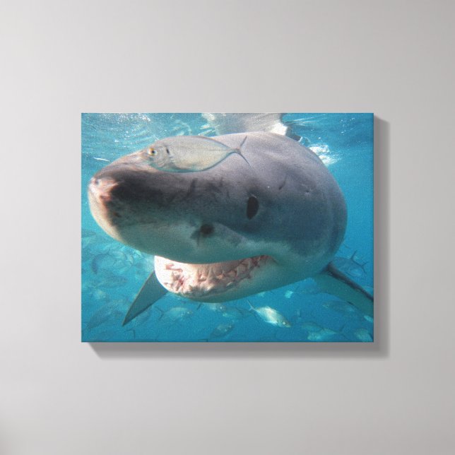 Toile Grand portrait gros requin blanc (Recto)