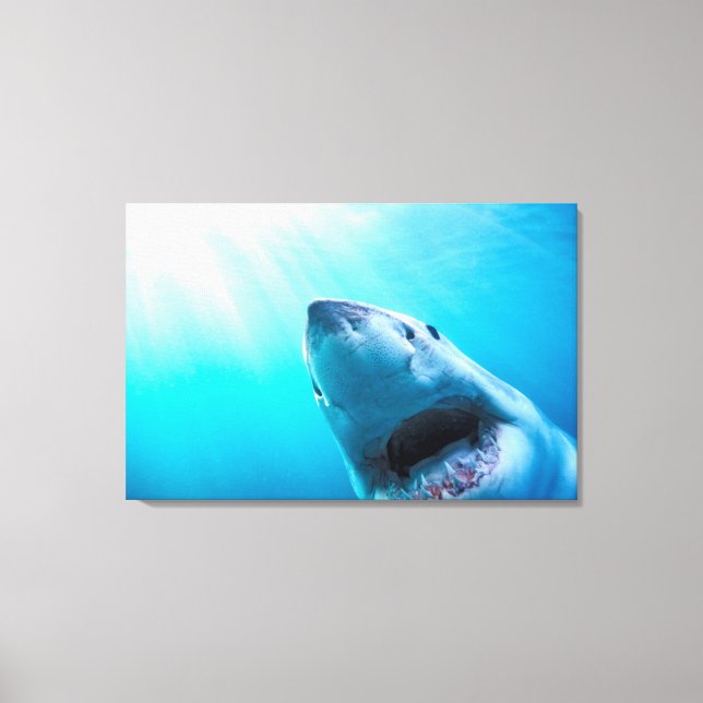 Toile Grand requin blanc | Afrique du Sud (Recto)