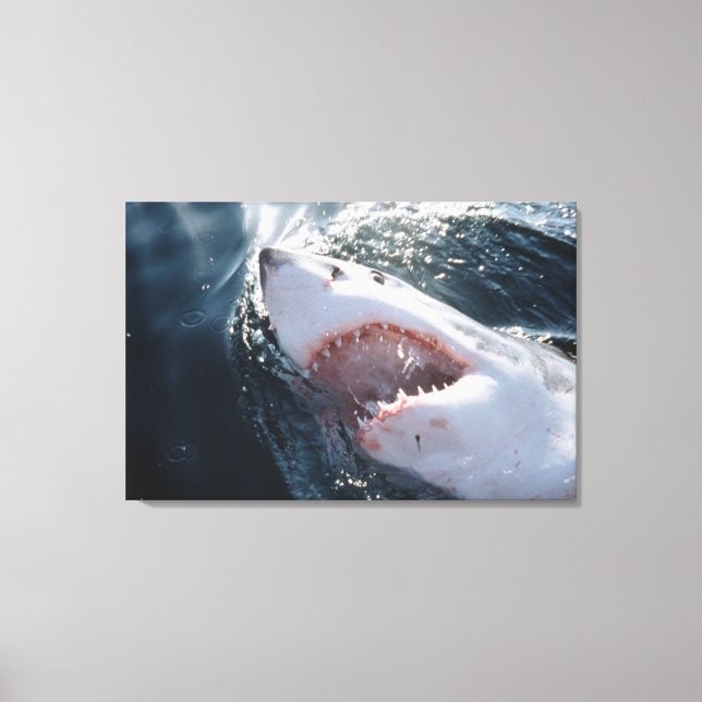 Toile Grand requin blanc en mer (Recto)
