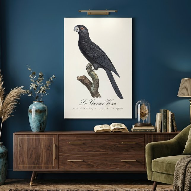 Toile Grand Vasa, Coracopsis Vasa Illustration (Greater Vasa Parrot, Coracopsis Vasa Illustration. Canvas Print)