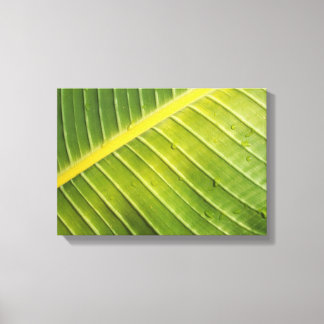 Toile Grande feuille tropicale avec gouttelettes d'eau p