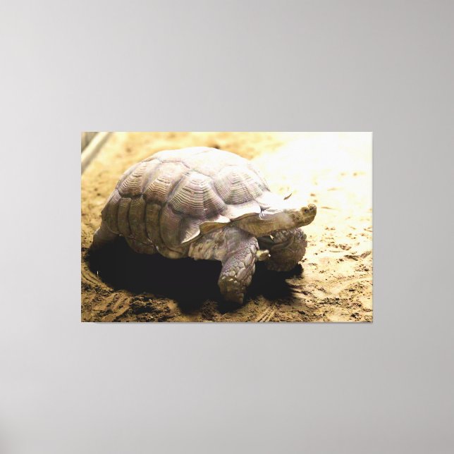 Toile Grande tortue sur sol sablonneux (Recto)