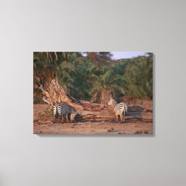 Toile Grant Zebra 5 (Recto)