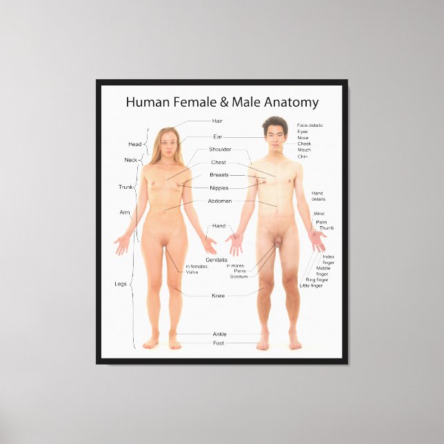 Toile Graphique de l'anatomie de base des femmes et des  (Recto)