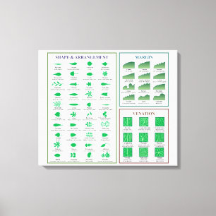 Toile Graphique de morphologie des feuilles Forme de la