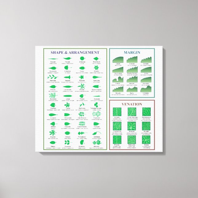 Toile Graphique de morphologie des feuilles Forme de la  (Recto)