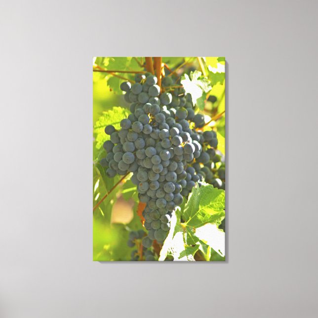 Toile grappe de Cabernet Sauvignon dans le Château (Recto)
