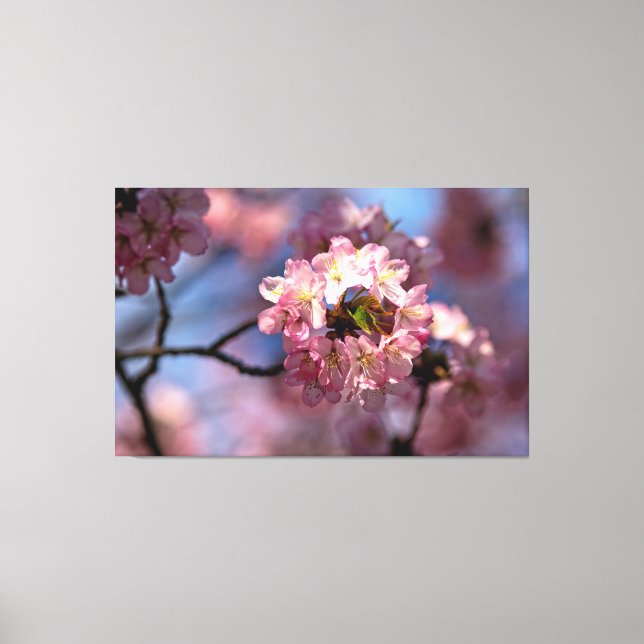 Toile Grappe ronde de fleurs de sakura en fleurs (Recto)