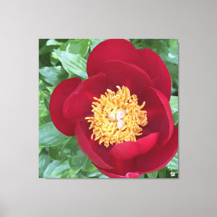 Toile Gras Red Peony