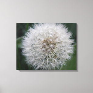 Toile Gravure Dandelion Flower Canvas Imprimer