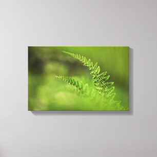 Toile Green Fern Frond Nature Photo