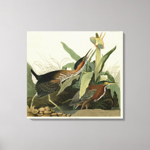 Toile Green Heron, les oiseaux d'Amérique de John James 