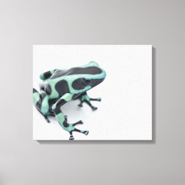 Toile grenouille à bec noire et verte (dendrobates) (Recto)