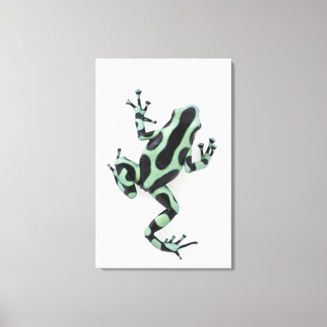 Toile Grenouille à poison noire et verte (Recto)
