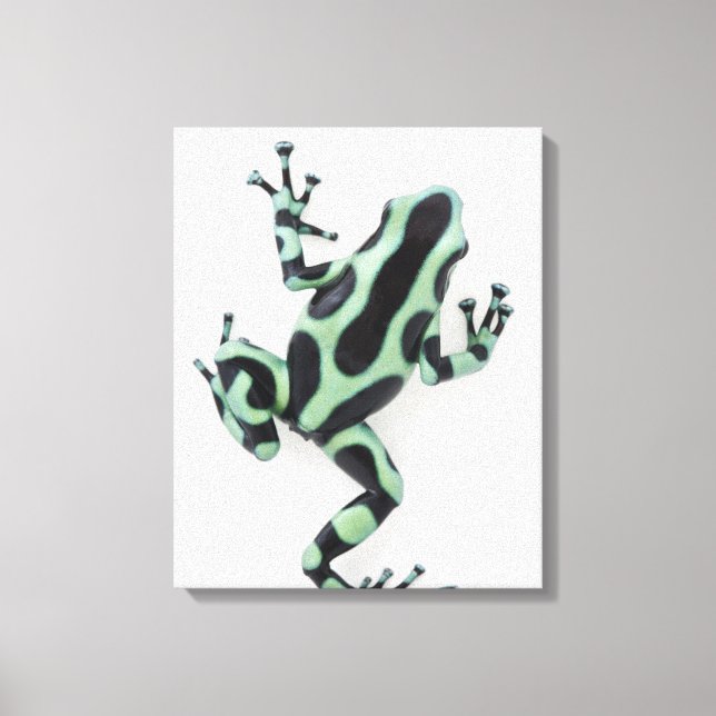 Toile Grenouille à poison noire et verte (Recto)