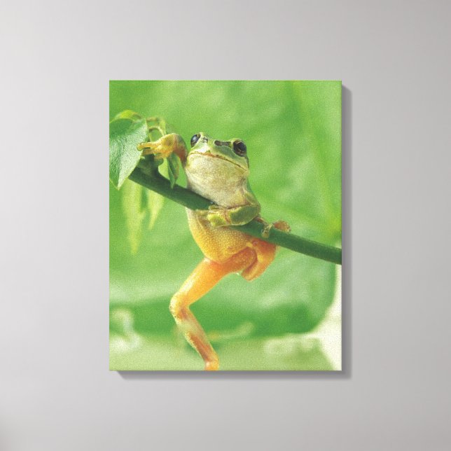 Toile Grenouille arboricole 6 (Recto)