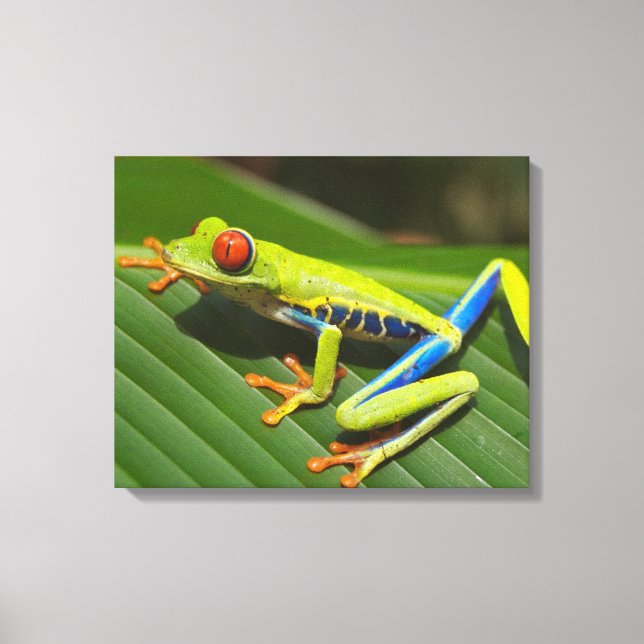 Toile Grenouille arboricole colorée (Recto)