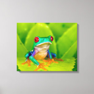 Toile Grenouille aux yeux rouges, Costa Rica