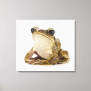 Toile Grenouille d'arbre d'or