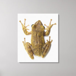 Toile Grenouille d'arbre d'or