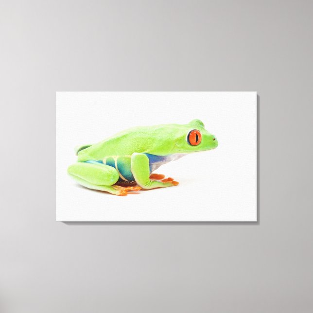 Toile Grenouille des Arbres Rouges (Agalychnis Callidrya (Recto)