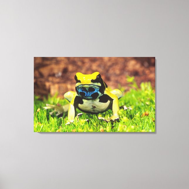 Toile Grenouille empoisonnée teinturière, Dendrobates ti (Recto)