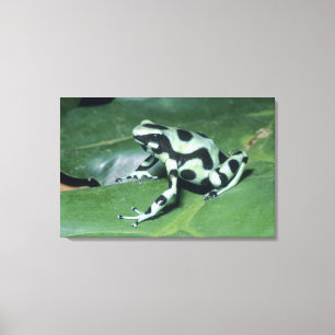 Toile Grenouille flèche empoisonnée, (Dendrobates auratu