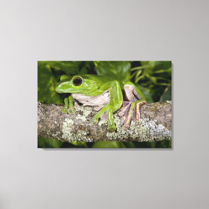 Toile Grenouille géante glissante, Polypedates dennysi s