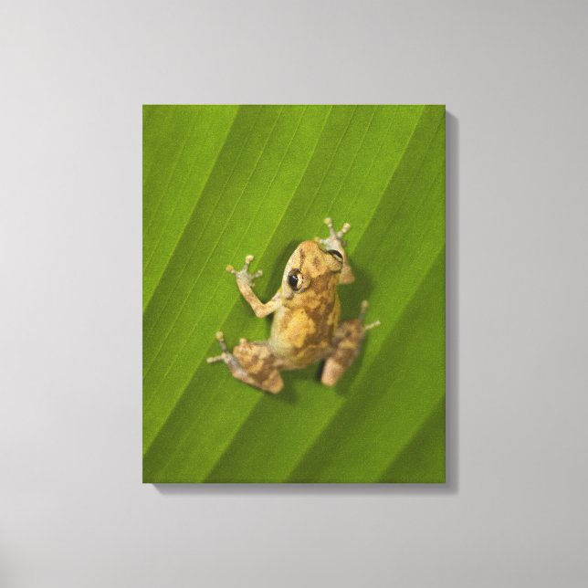 Toile Grenouille noire (Eleutherodactylus diastema) sur  (Recto)