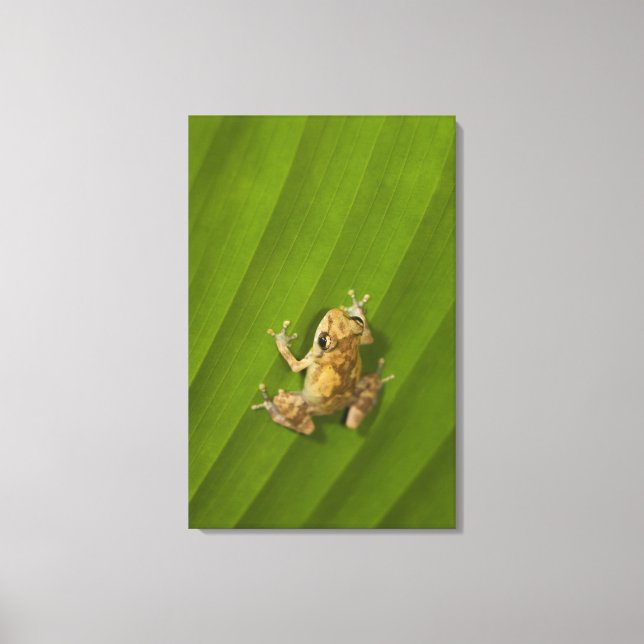 Toile Grenouille noire (Eleutherodactylus diastema) sur  (Recto)