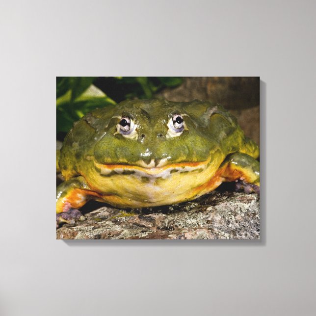 Toile Grenouille-taureau africaine, Pyxicephalus 2 (Recto)