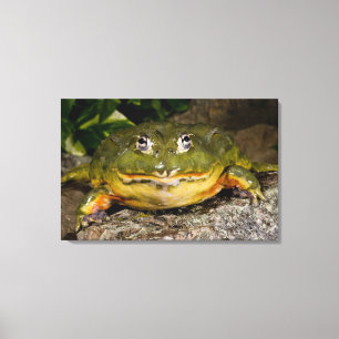 Toile Grenouille-taureau africaine, Pyxicephalus 2