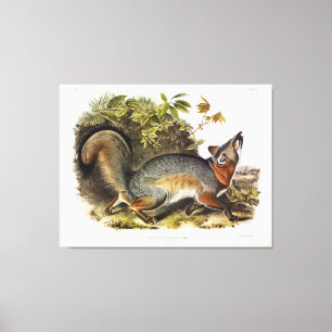 Toile Grey Fox / Grey Fox Audubon's American Quadrupeds