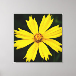 Toile Gros plan de la fleur de Cosmos jaune