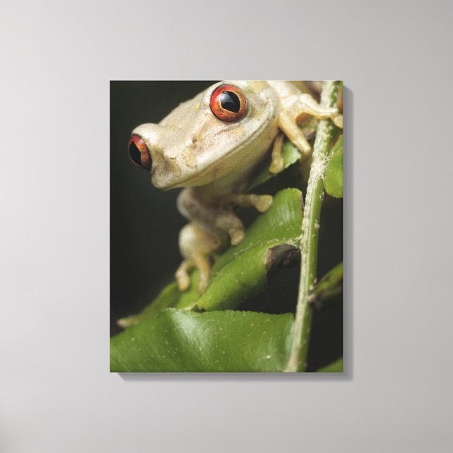 Toile Gros plan de la grenouille des arbres forestiers ( (Recto)