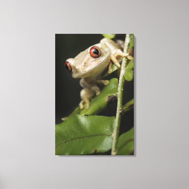 Toile Gros plan de la grenouille des arbres forestiers ( (Recto)