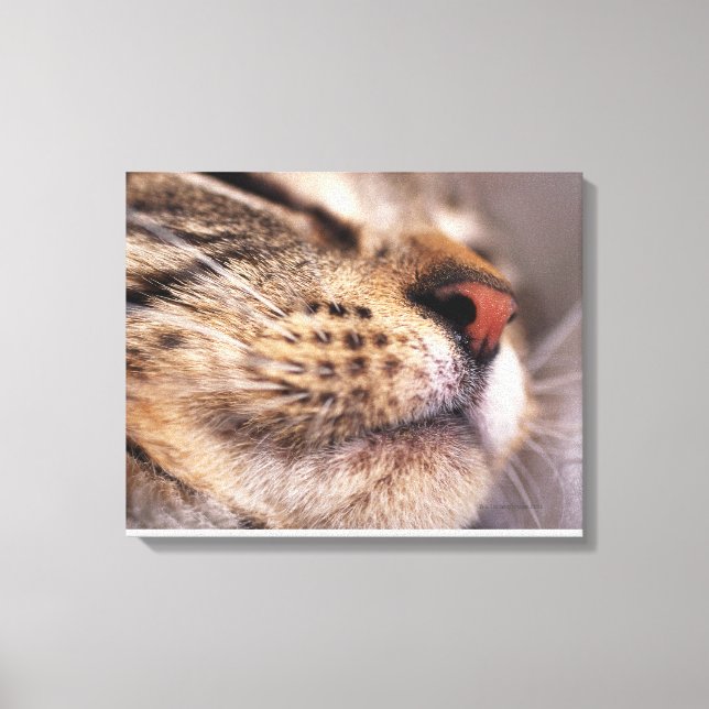 Toile Gros plan de whiskys de chat et de muselières (Recto)