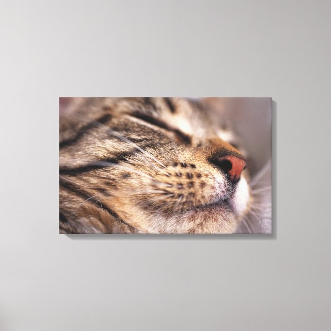 Toile Gros plan de whiskys de chat et de muselières (Recto)