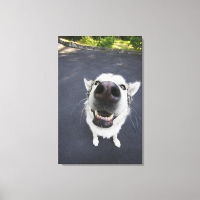 Toile Gros plan du nez de husky (Recto)