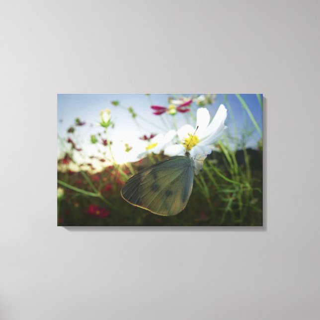 Toile Gros plan du papillon sur la fleur (Recto)