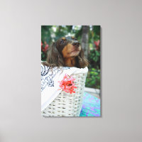 Gros plan d'un chien Dachshund assis dans un panie