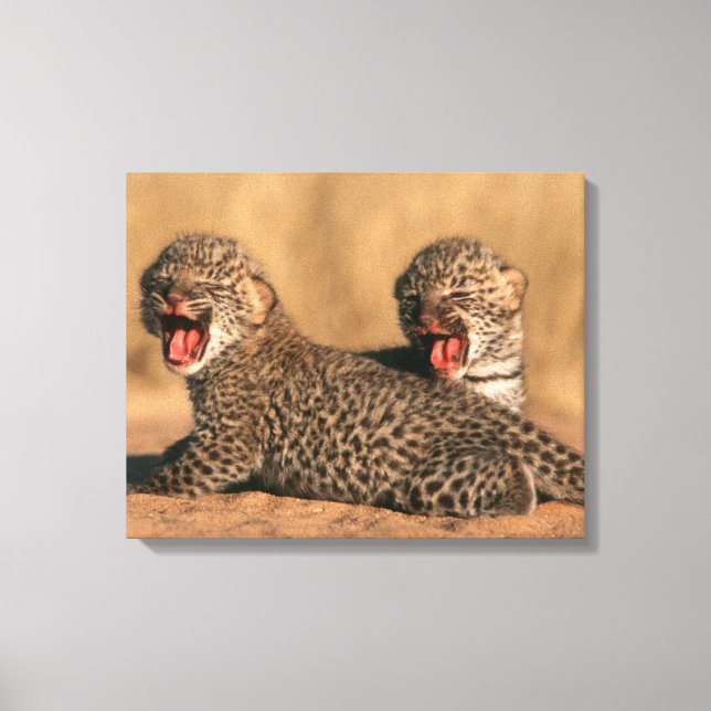 Toile Gros plan d'un léopard nouveau-né (Panthera Pardus (Recto)