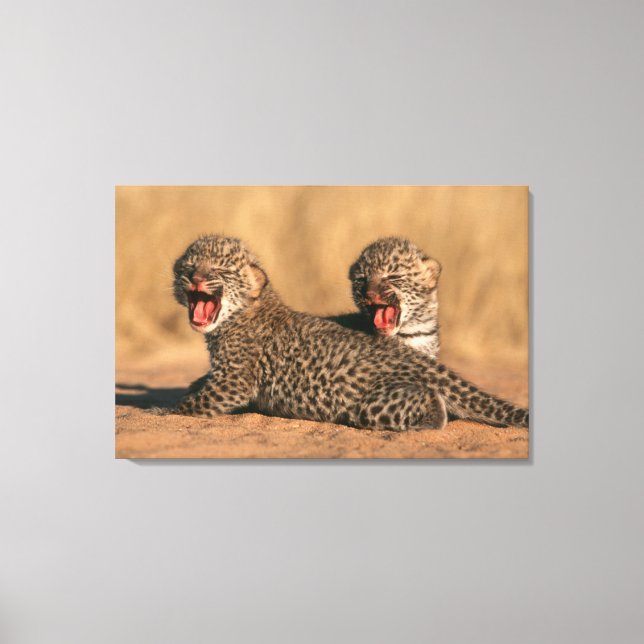 Toile Gros plan d'un léopard nouveau-né (Panthera Pardus (Recto)