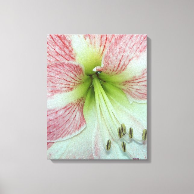 Toile gros plan d'une fleur ouverte rouge et blanche Ama (Recto)
