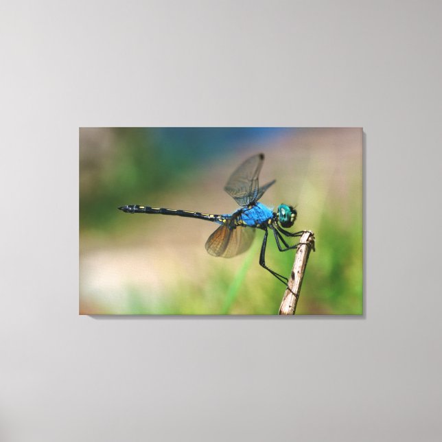 Toile Gros plan d'une libellule bleue sur une branche (Recto)
