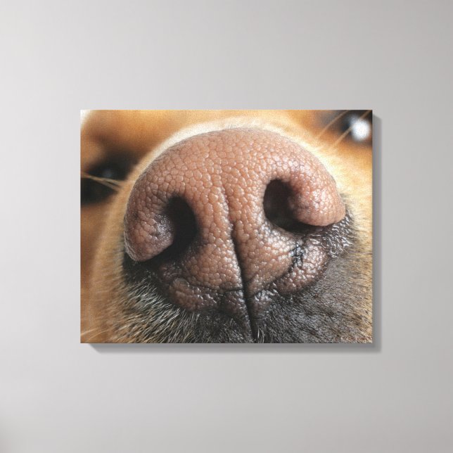 Toile Gros plan extrême sur le nez d'un chien. (Recto)